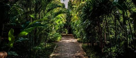 Un camino pavimentado bordeado por una exuberante vegetación tropical.