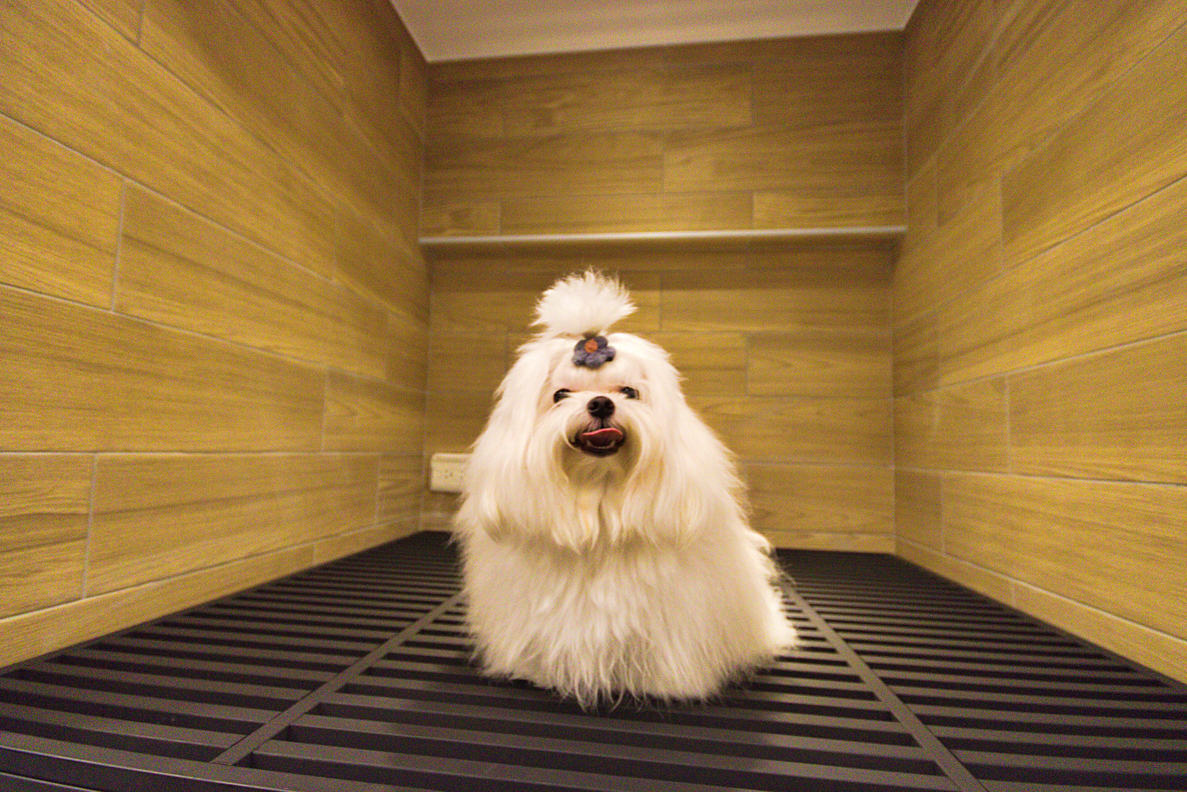 Un perro blanco en una habitación con paredes de madera y piso de rejilla metálica.
