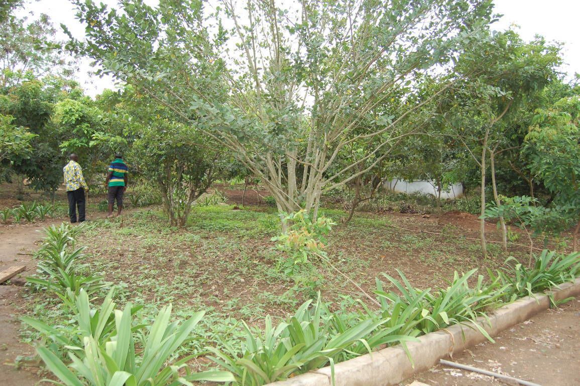 Photo - Konkon Wonderland