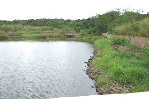 A natural pool