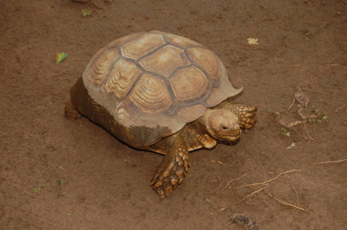 Photo - Konkon Wonderland