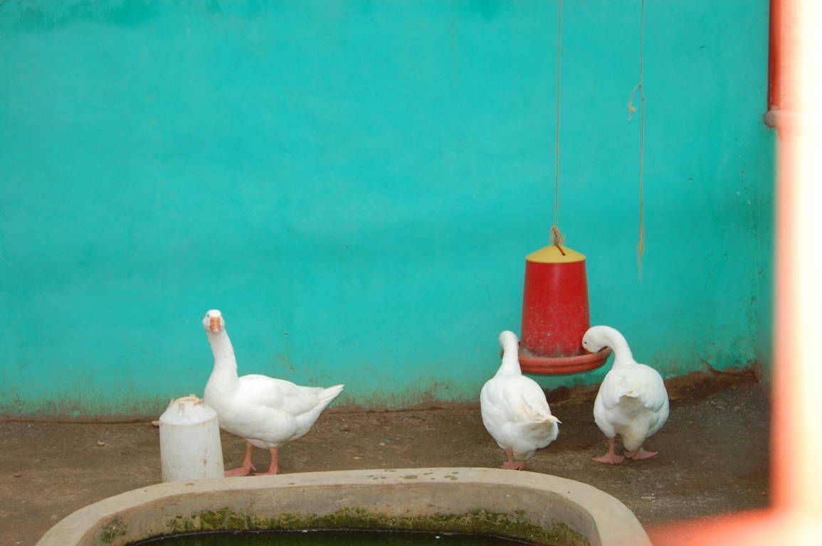 Photo - Konkon Wonderland