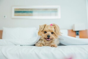 Pet-friendly - DoubleTree by Hilton Dubai - Jumeirah Beach (Dubai)
