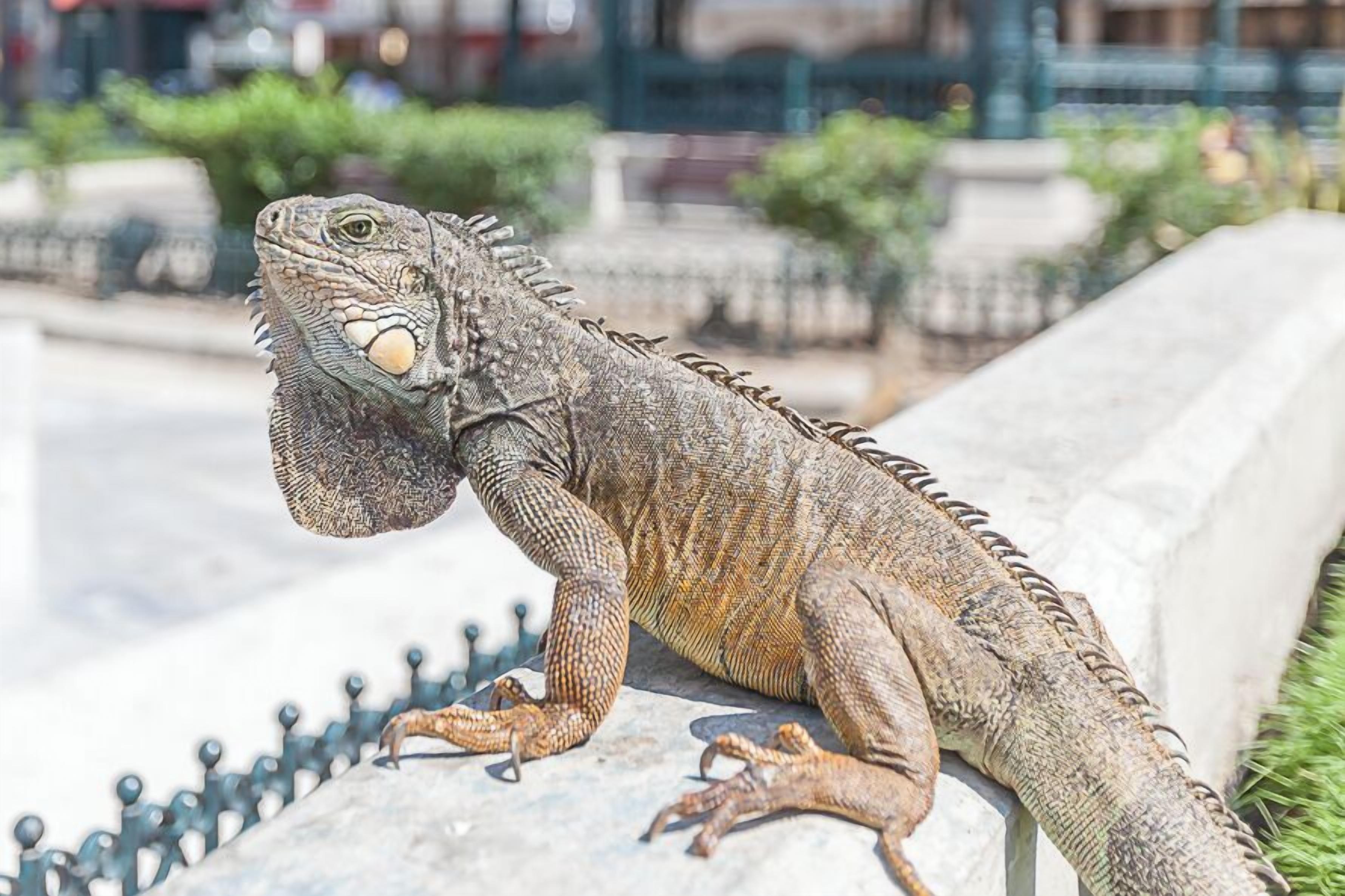Un grand varan se tient sur une corniche rocheuse.