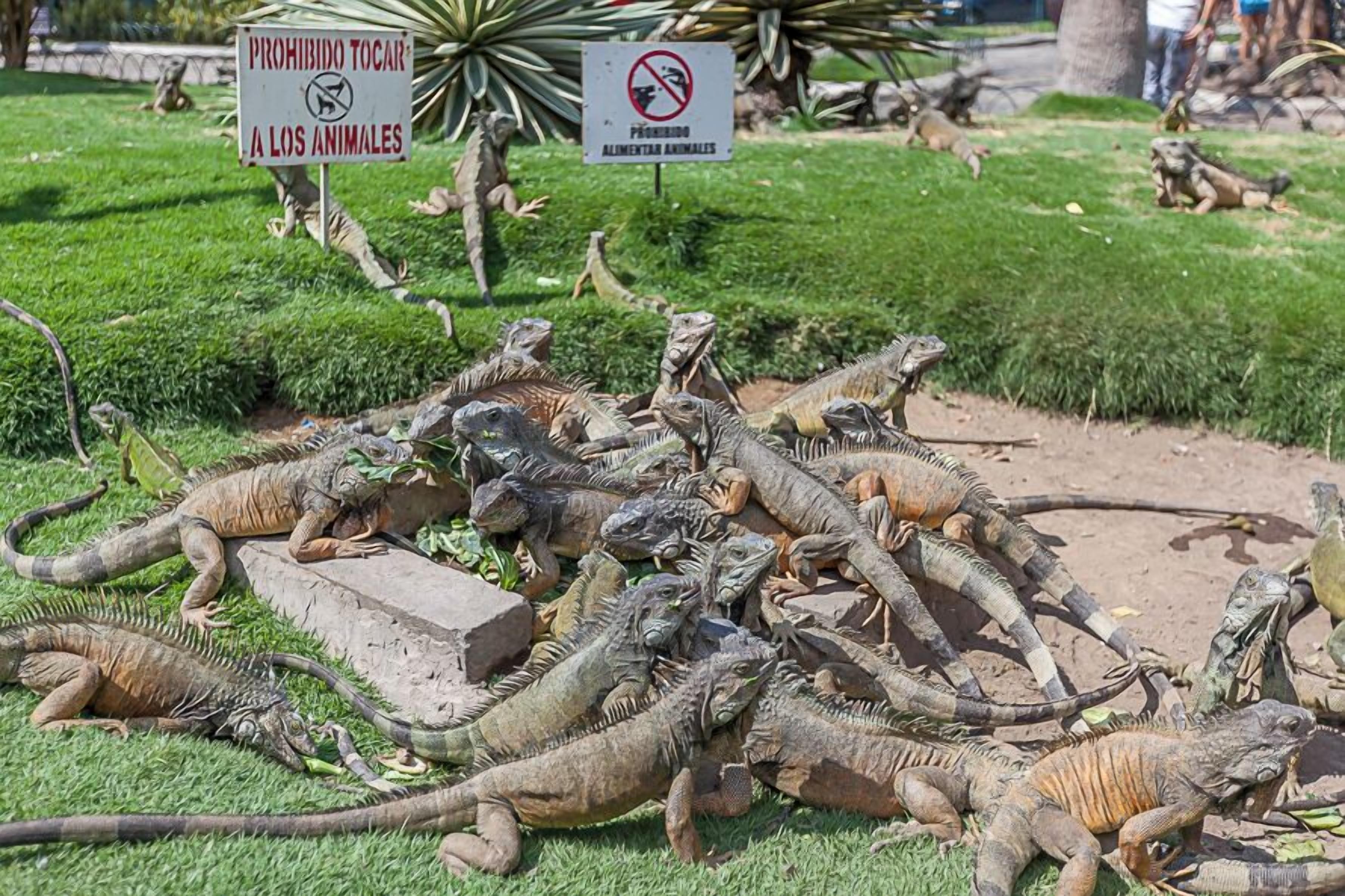 A group of iguanas on a grassy area with signs prohibiting touching them.