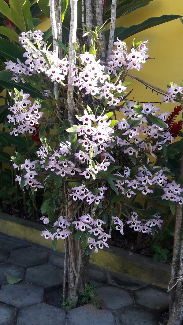 View from property - Pousada Sol e Mar (Paraty)