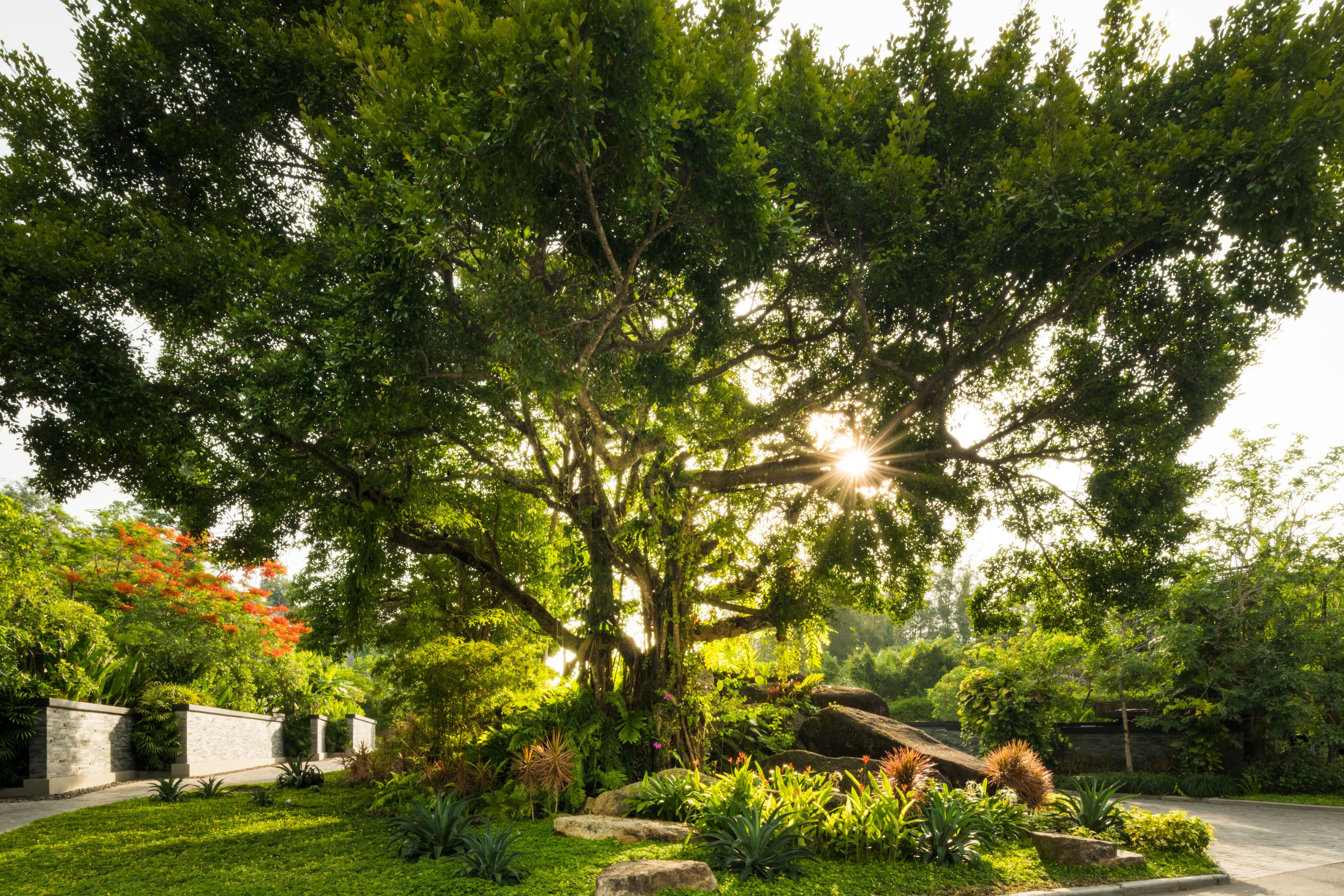 Foto - Anantara Layan Phuket Resort