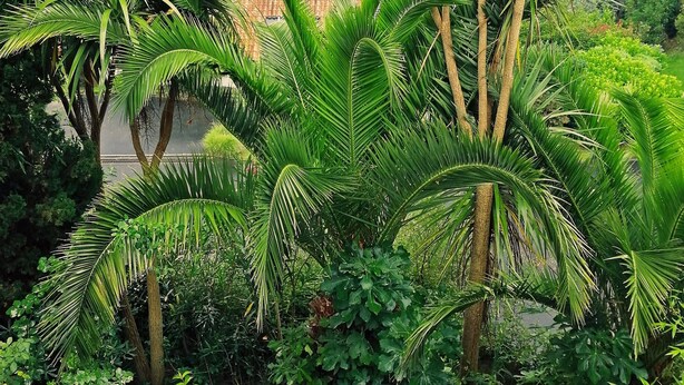 A lush garden with various tropical plants and a view of a distant building.