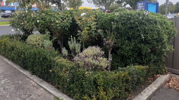 A landscaped garden area with various shrubs and trees, a paved walkway, and a blue sign with white text. - City Gardens Motel Traralgon (Traralgon)