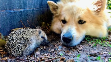 En hund og et pindsvin ligger på jorden nær en blå væg.