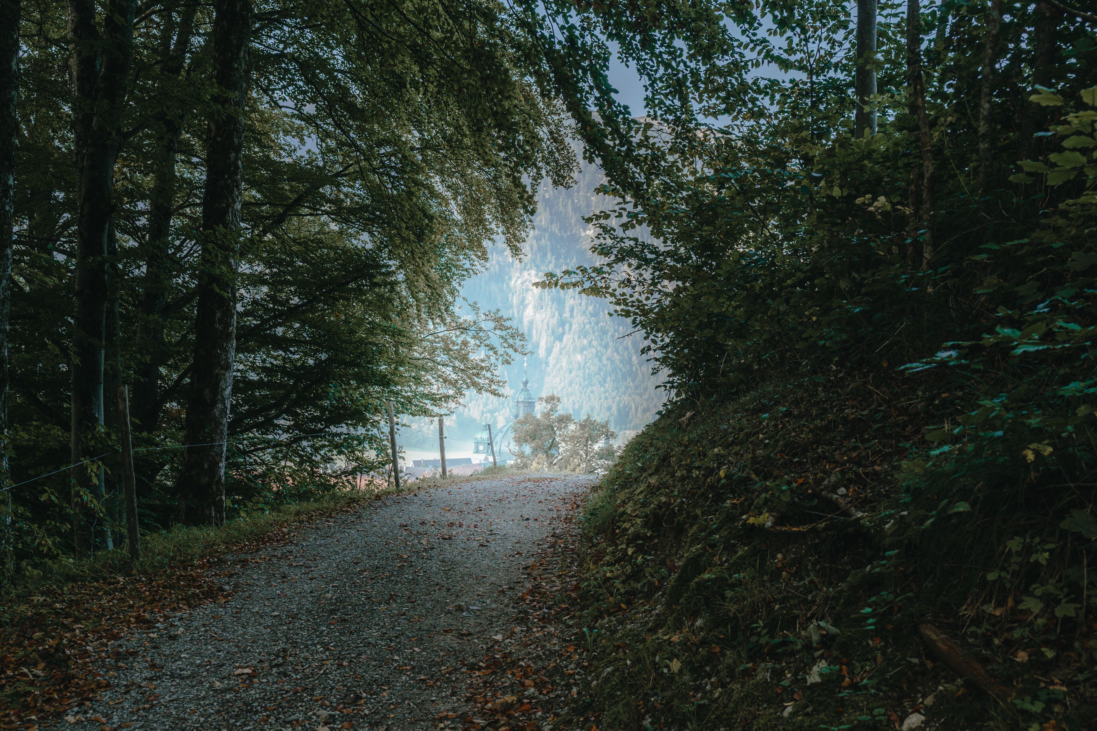 Ein Kiesweg durch einen Wald, gesäumt von Bäumen.