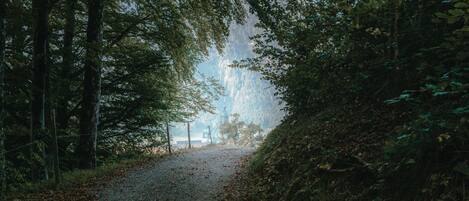 Un sendero de grava que atraviesa un bosque con árboles a ambos lados.
