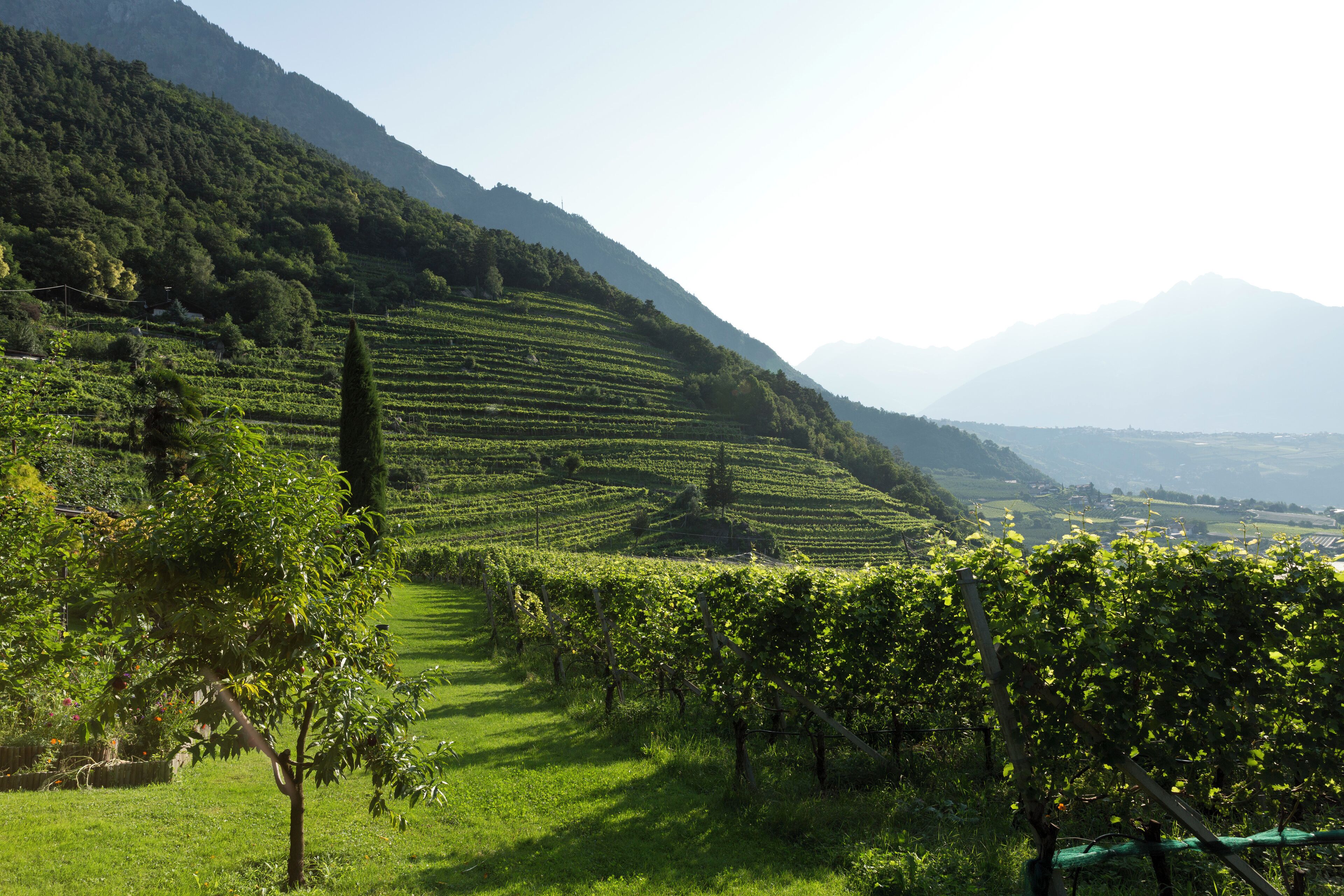 Foto - Schloss Plars wine & suites