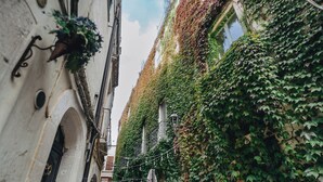 A narrow alley with buildings covered in ivy, string lights, and a hanging plant. - Hotel San Nicola (Altamura)