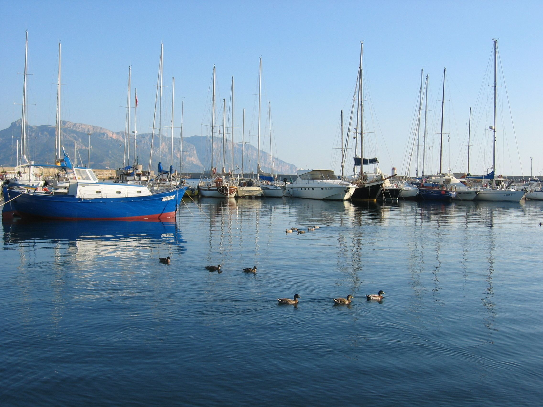 A marina with several sailboats docked, calm water, and a few ducks swimming.