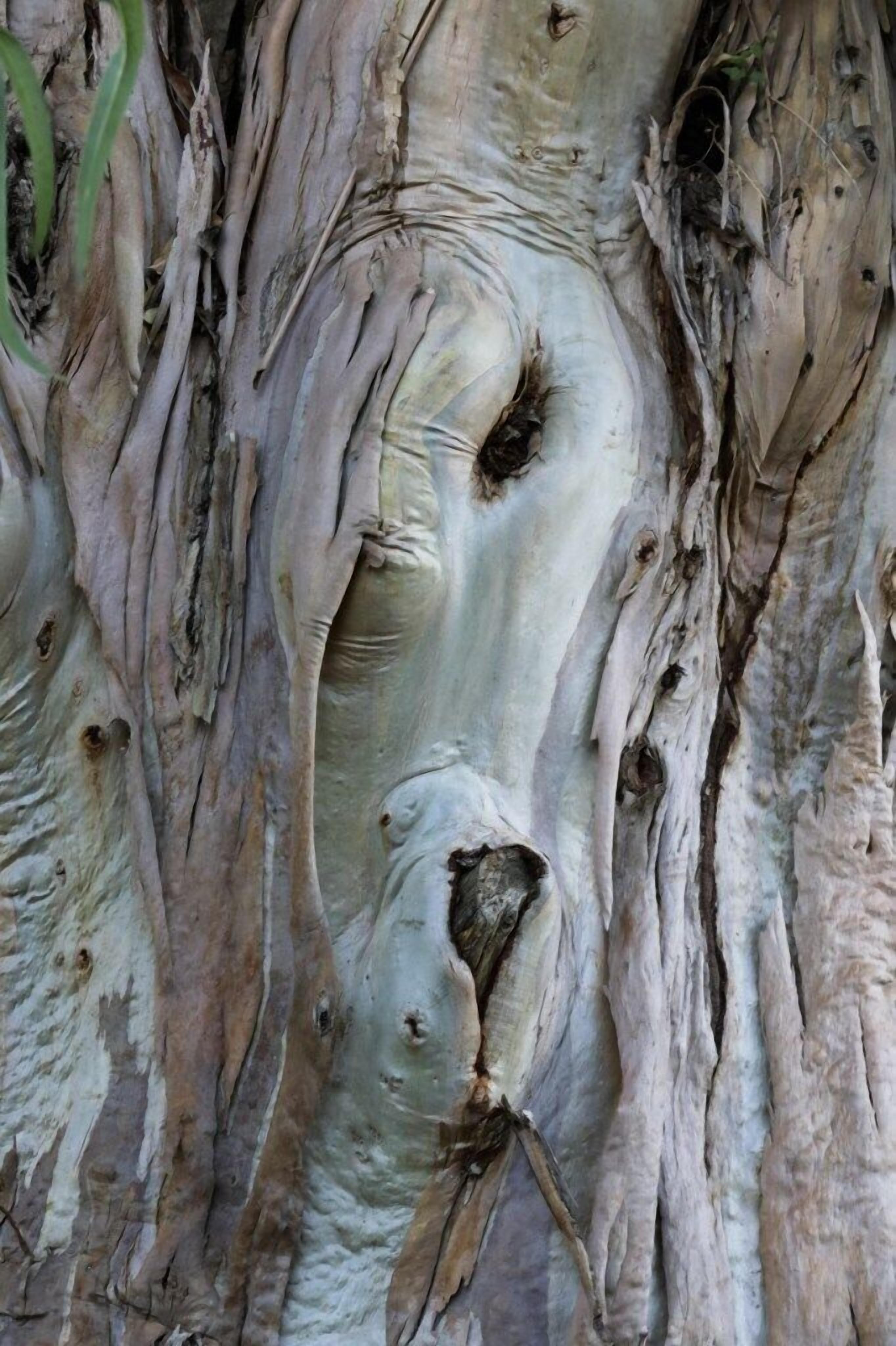 Primer plano de corteza de árbol con surcos profundos y superficie texturizada.