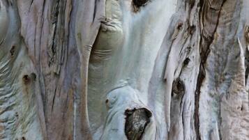 Primer plano de corteza de árbol con surcos profundos y superficie texturizada.