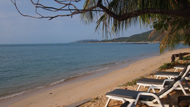 A beach with white lounge chairs and a palm tree. - Manita Resort (Koh Samui)