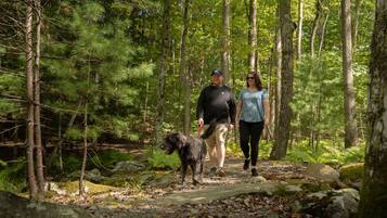 A forested area with a dirt path, trees, and a dog.