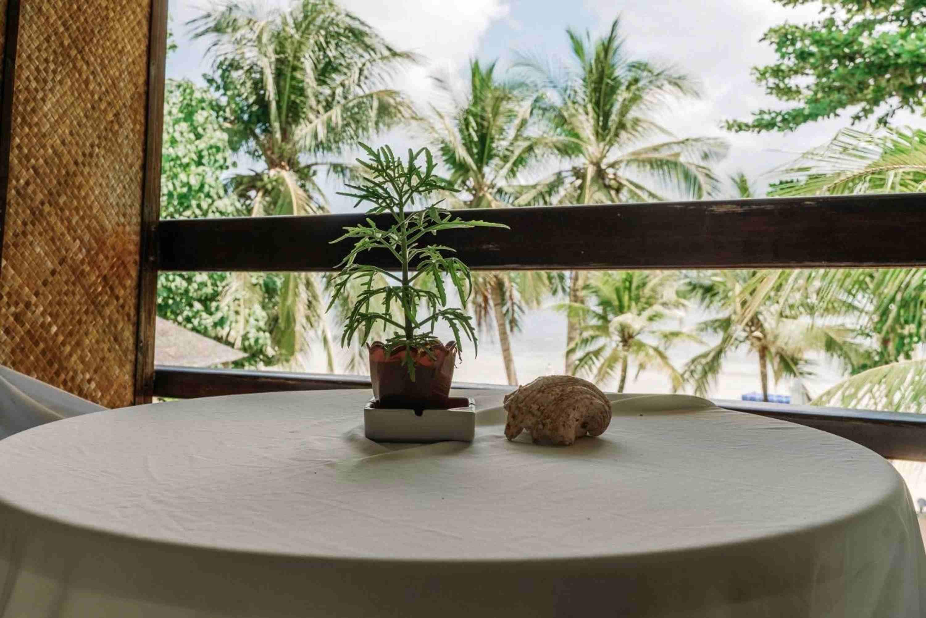 A round table with a potted plant and a small animal on it, viewed through a window with a view of palm trees.