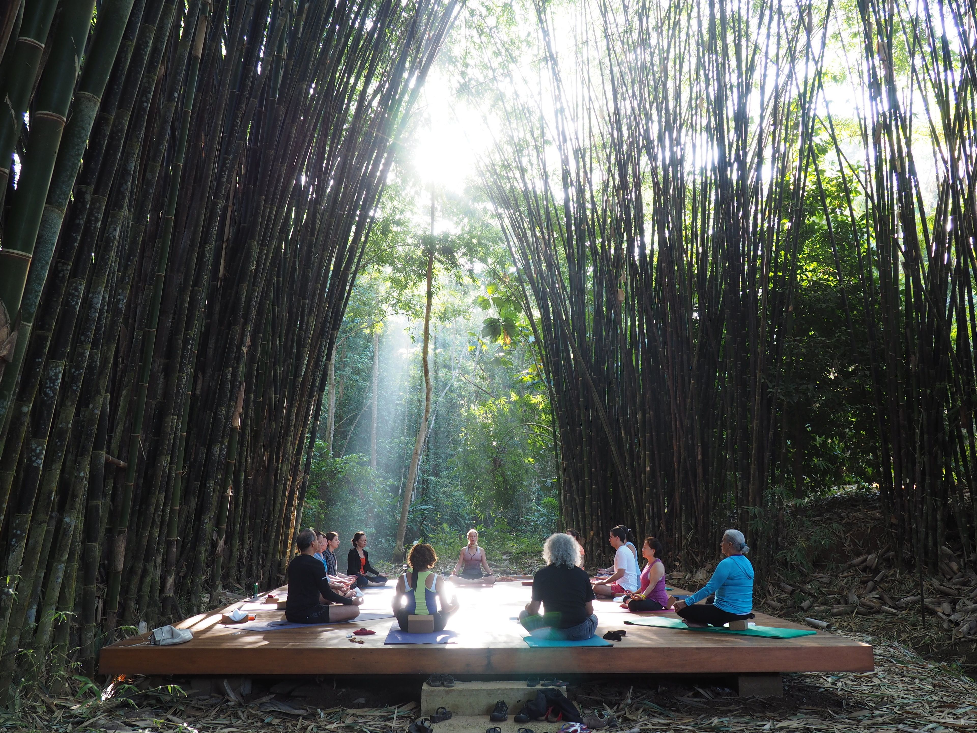 Un grupo de personas sentadas sobre esteras en un bosque de bambú, participando en una actividad conjunta.