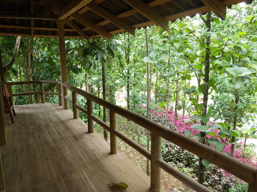 Una terraza de madera con barandilla de bambú que da a un jardín exuberante con diversas plantas y árboles.