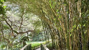 A wooden pathway with metal railings surrounded by dense bamboo foliage. - Octagon Lodge (Karatu)