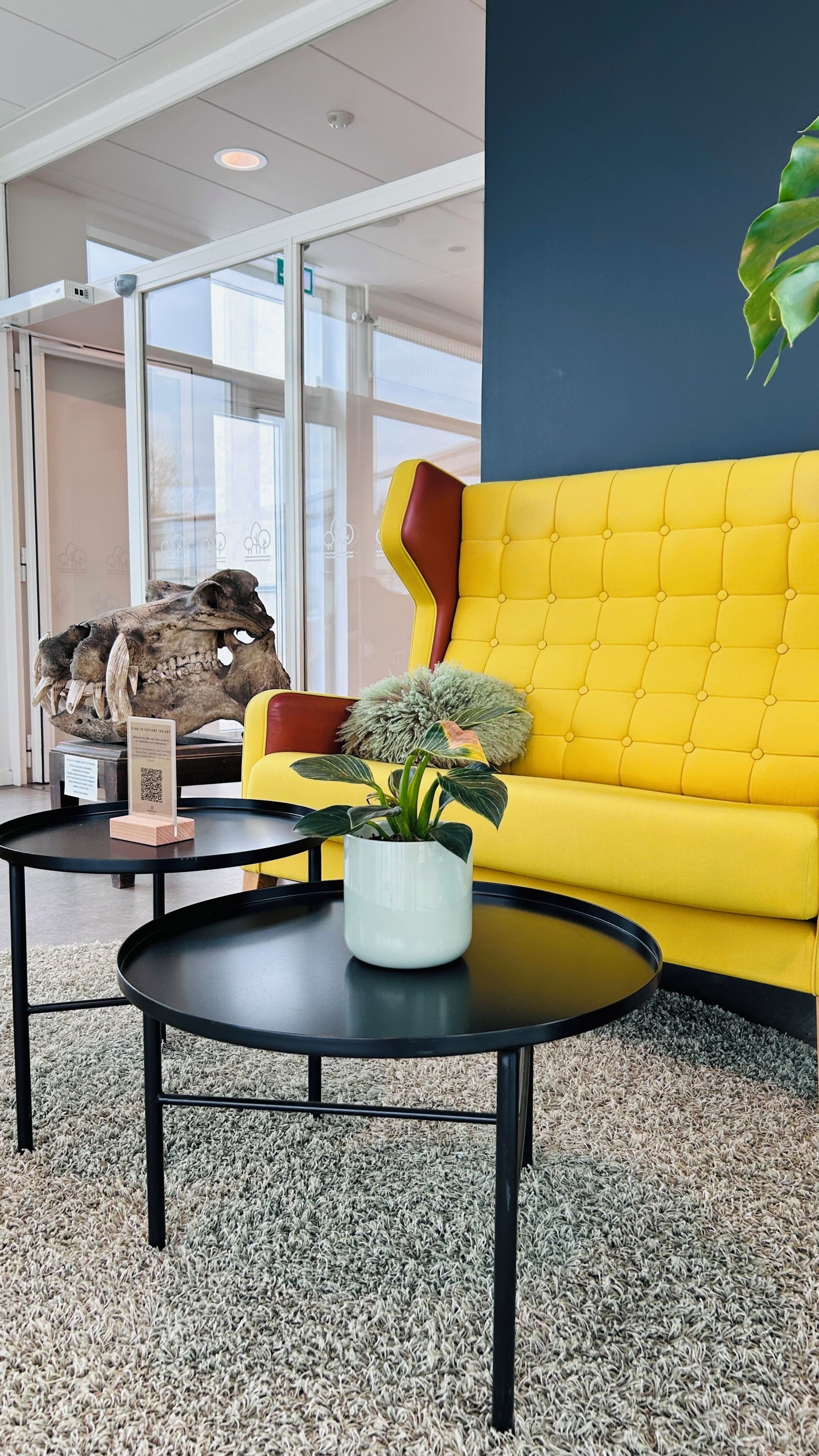 A yellow sofa, a potted plant, a skull display, and a black table in a room with a carpeted floor.