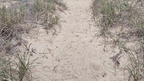 A sandy beach path leading to the ocean, surrounded by sparse vegetation. - The Harborside Inn (Edgartown)