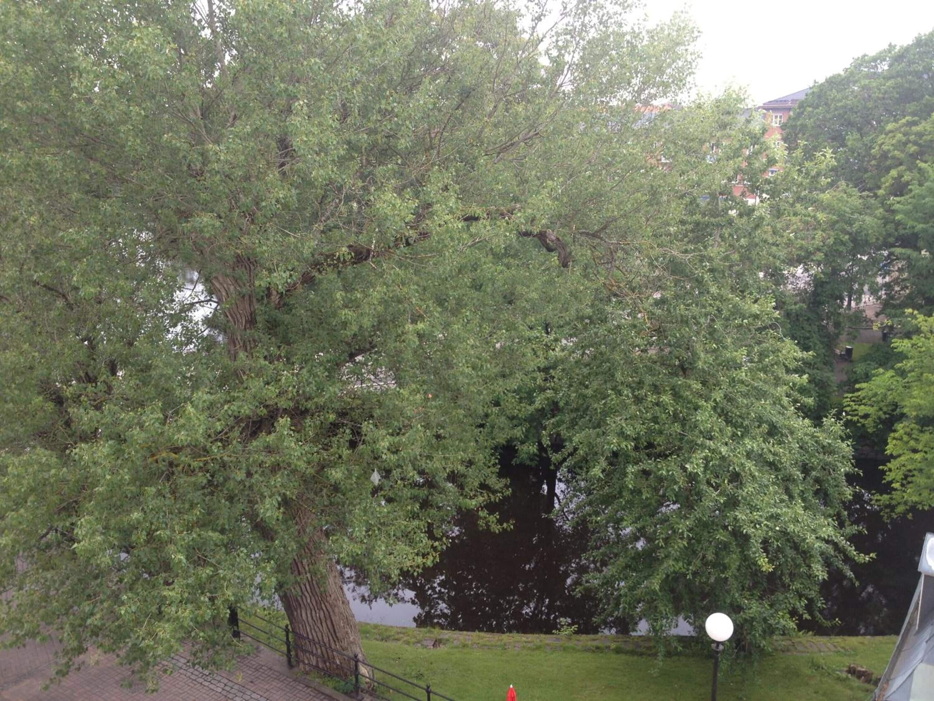 A large tree with a thick trunk and dense foliage, a paved walkway, and a lamp post.