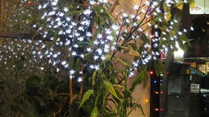 A potted plant with white lights, a red ornament, and a 'WEST ENDER' sign in the background. - English Bay Hotel (Vancouver)