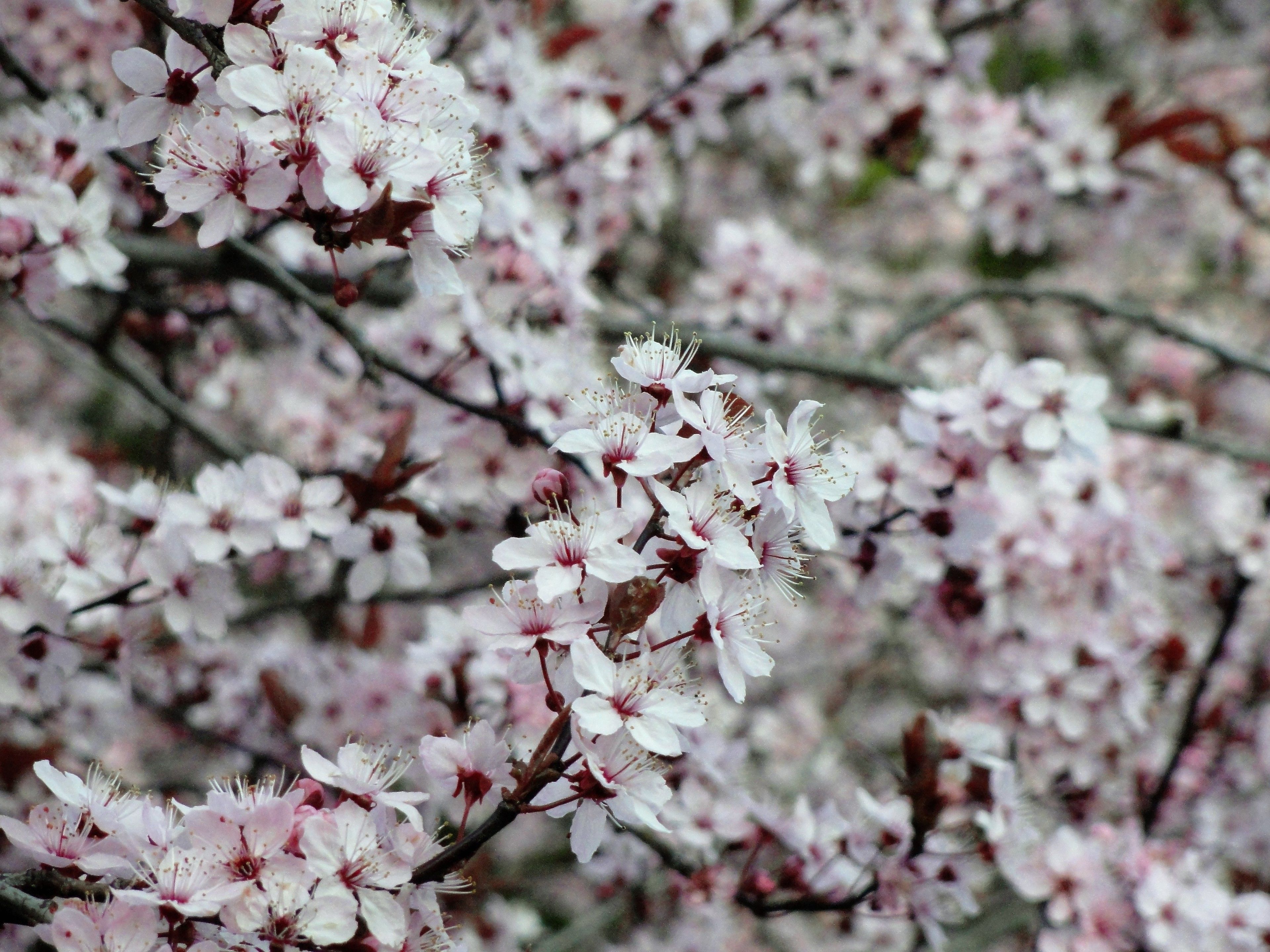 Foto - English Bay Hotel