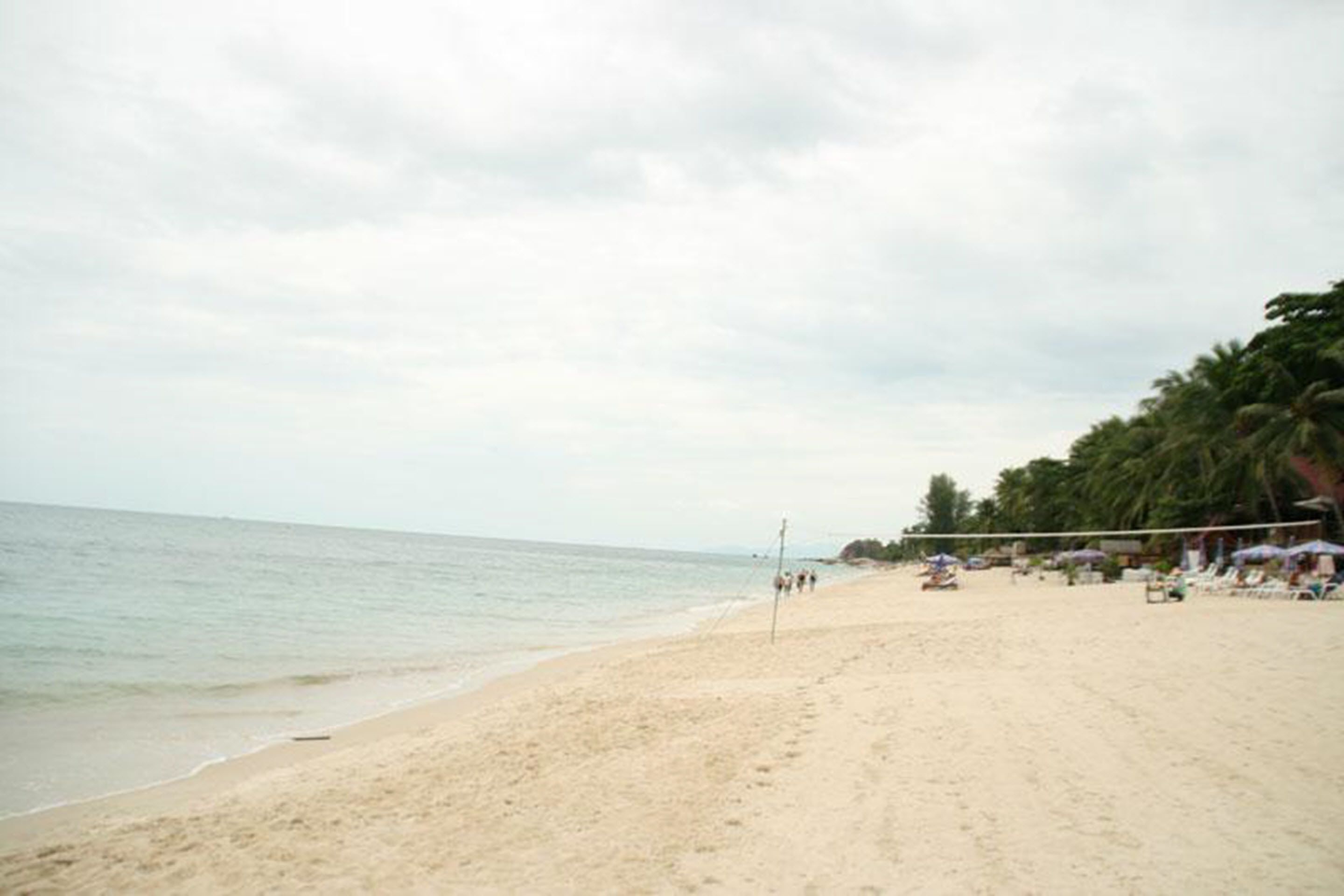 Una playa con una red de voleibol, palmeras y sombrillas.