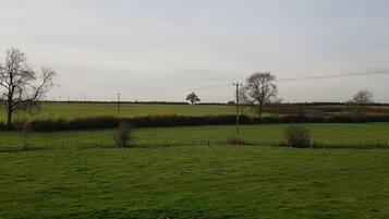 A rural landscape with open fields, bare trees, and utility poles.