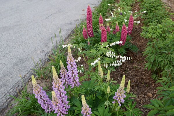 Garden - Lundy's Motel (Niagara Falls)
