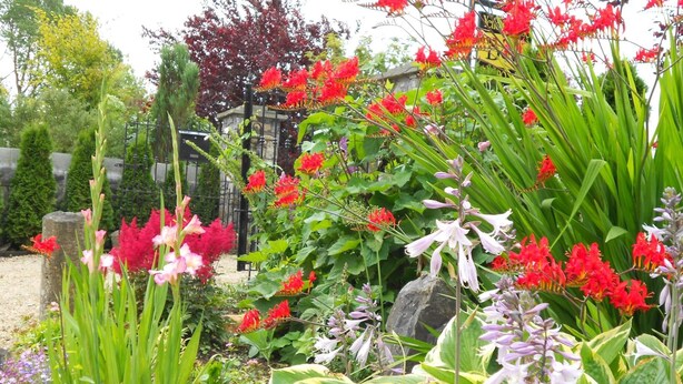 Un jardín con diversas plantas y flores, entre ellas flores rojas y rosas, y un sendero de piedra.