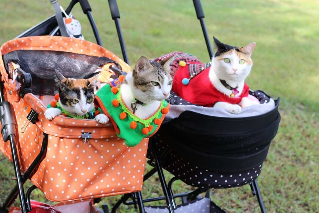 Three cats in a stroller with polka dot fabric and pom-pom decorations.