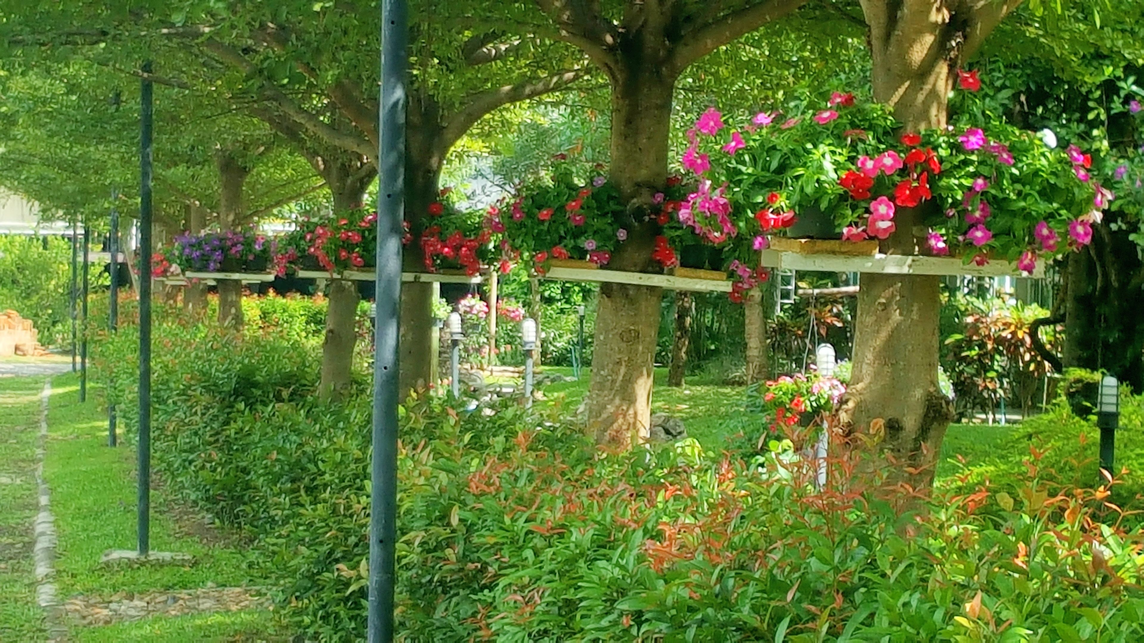 Un jardín con árboles y cestas de flores colgantes.