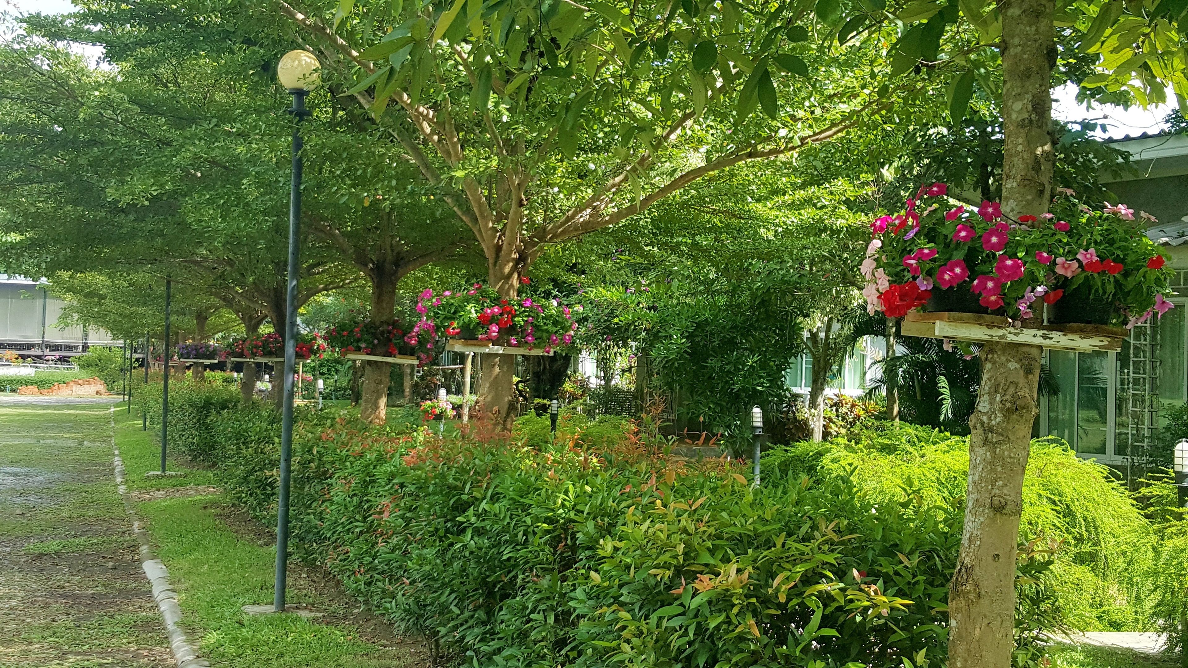 Un jardin luxuriant, parsemé de plantes et d’arbres en fleurs, avec un sentier et un lampadaire.