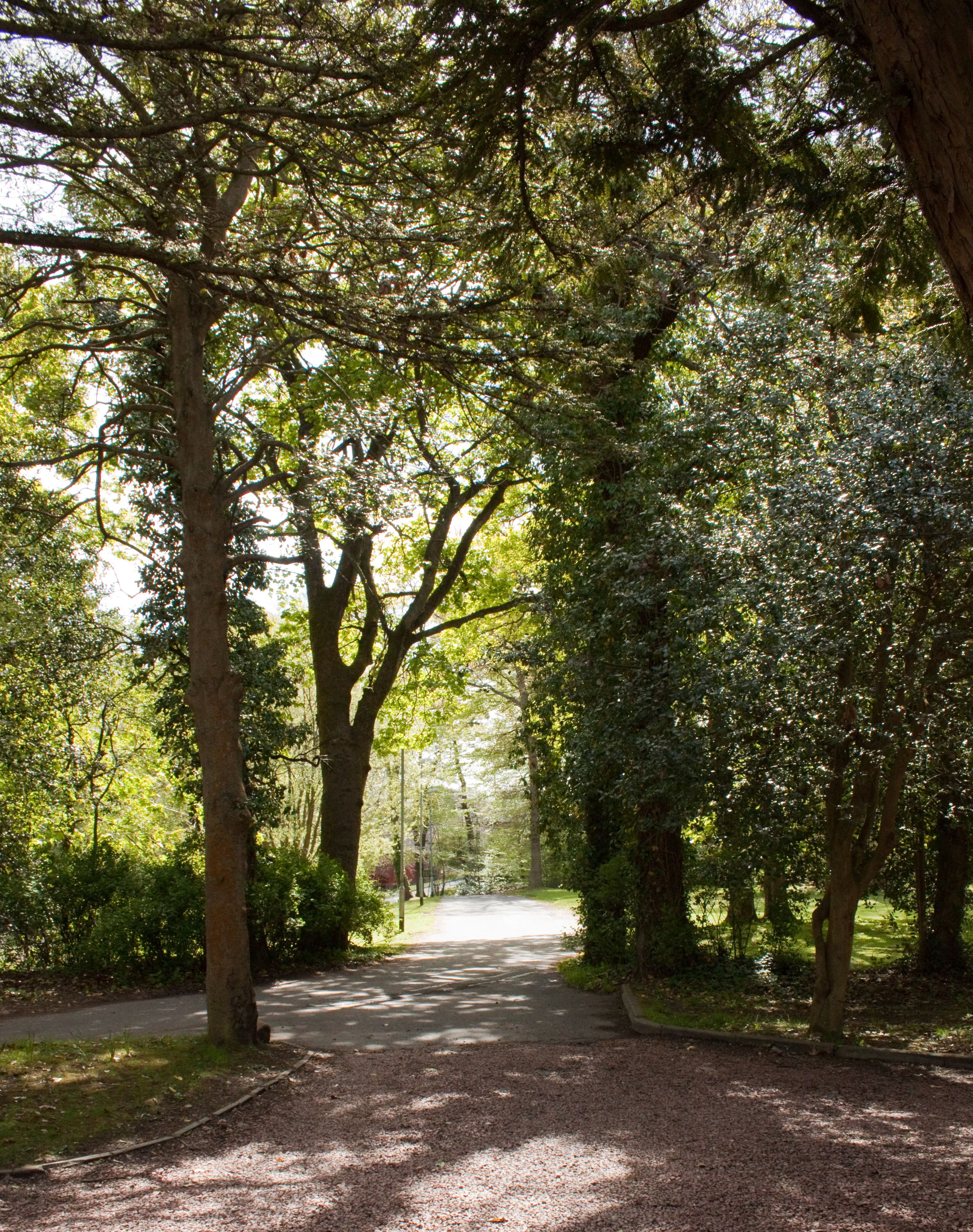 A paved pathway through a wooded area with tall trees and dense foliage.