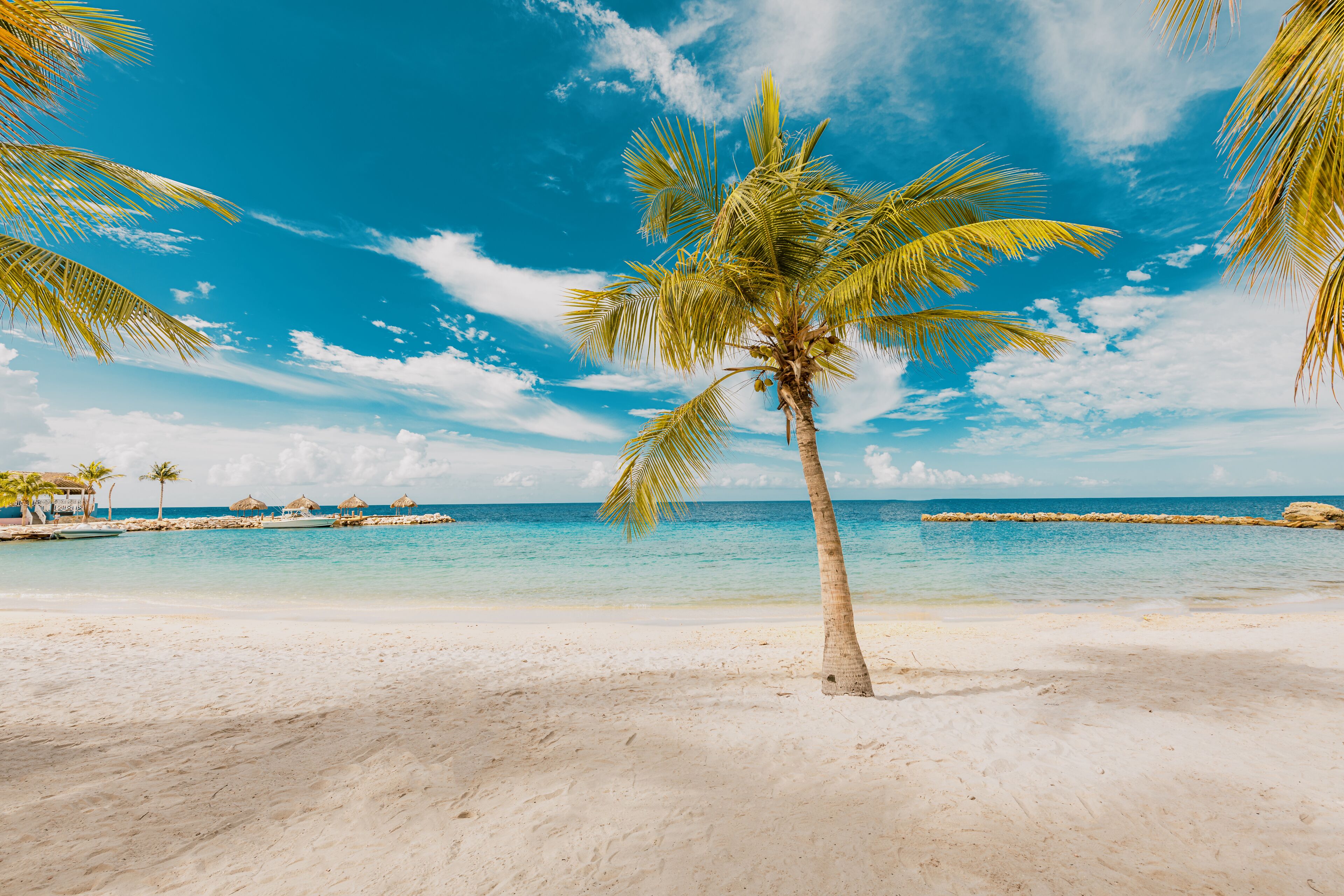 Une plage avec un palmier, un ciel bleu clair et une mer calme.