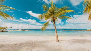 Ein Strand mit einer Palme, blauem Himmel und ruhiger See.