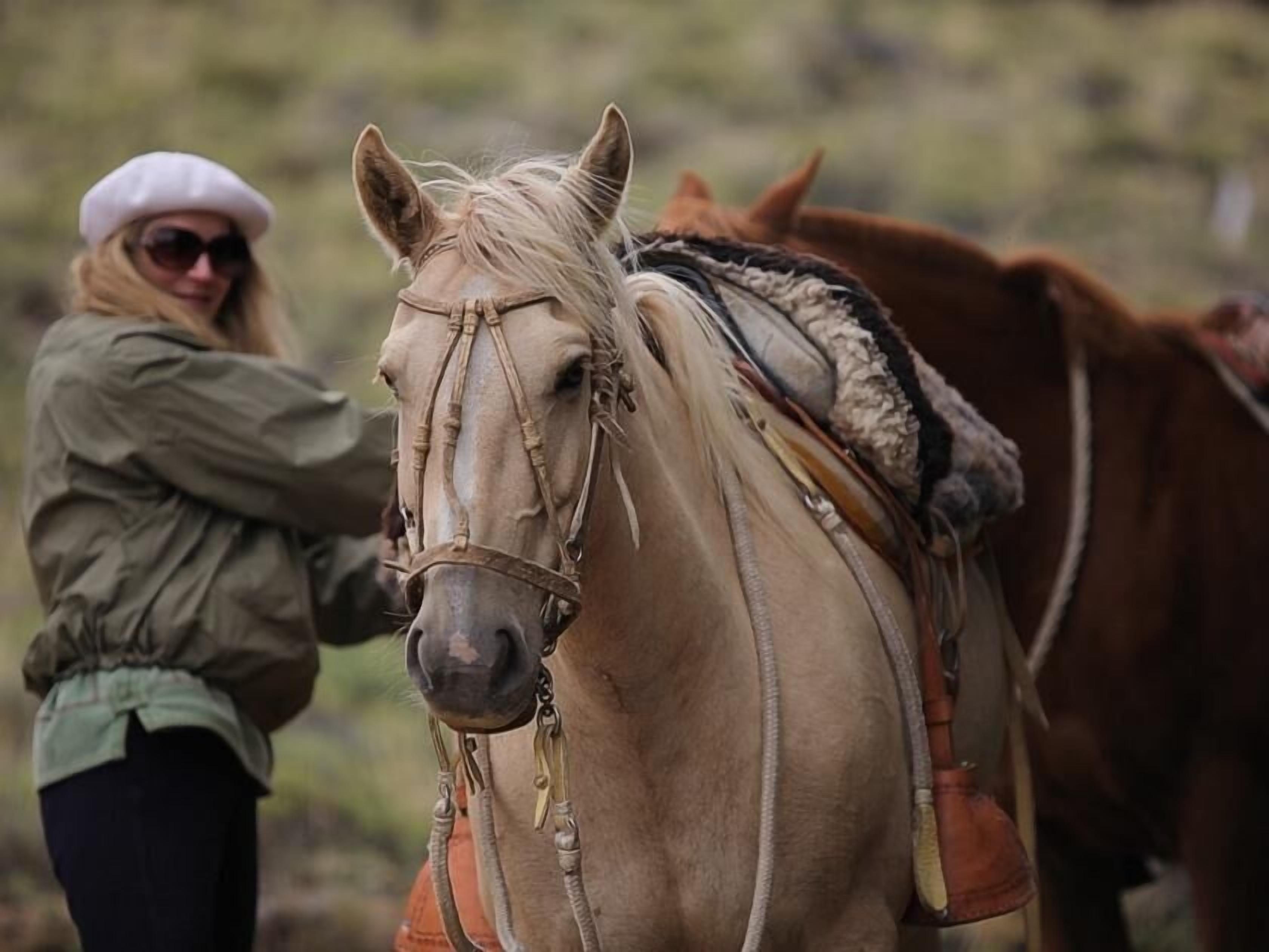 A person leading a horse in a field.