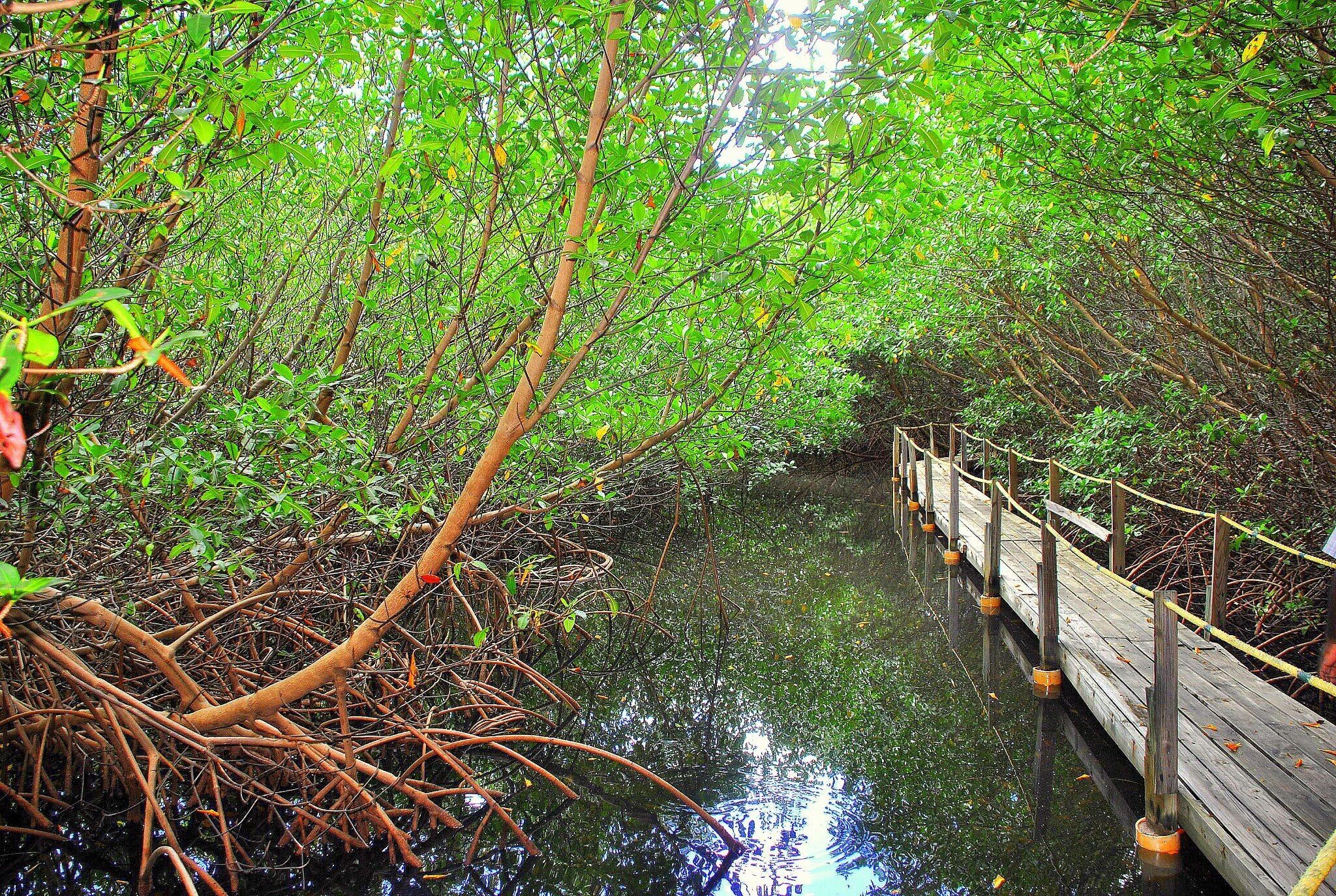 A wooden bridge over a water body surrounded by dense green foliage.