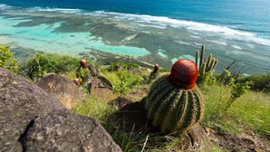 Un cactus con la parte superior roja, rodeado de rocas y vegetación, con vistas al mar turquesa y a tierra distante.