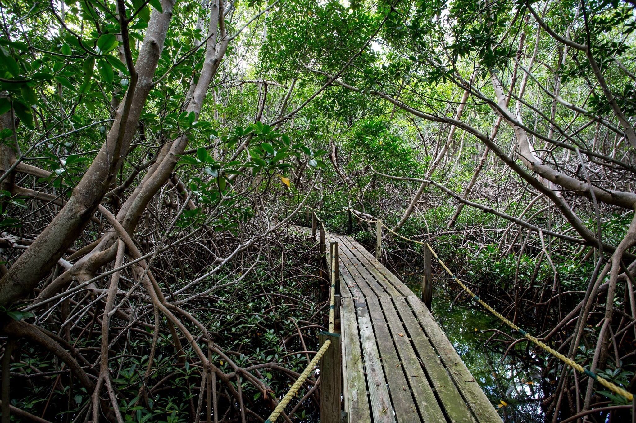 Un pont en bois, au cœur d’une forêt de mangroves dense.