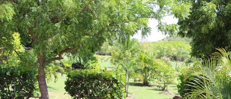 Un jardín exuberante con diversas árboles y arbustos, un césped cuidado y un cielo despejado.