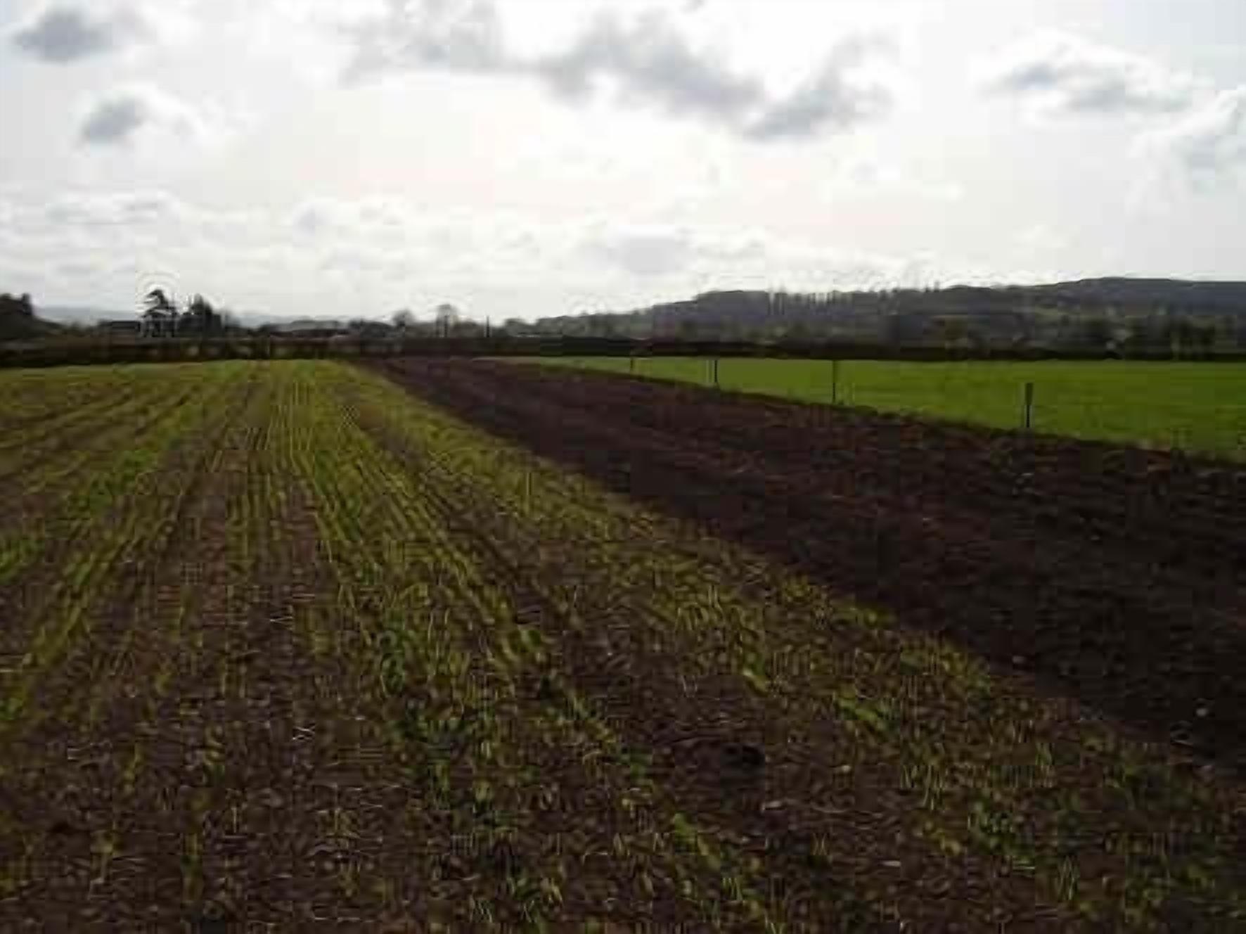 A rural landscape with a field of crops and a distant hill.