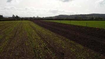 A rural landscape with a field of crops and a distant hill.