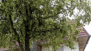 An outdoor seating area with tables and chairs, surrounded by potted plants and a tree. - Hotel & Restaurant die Linde (Wangen)